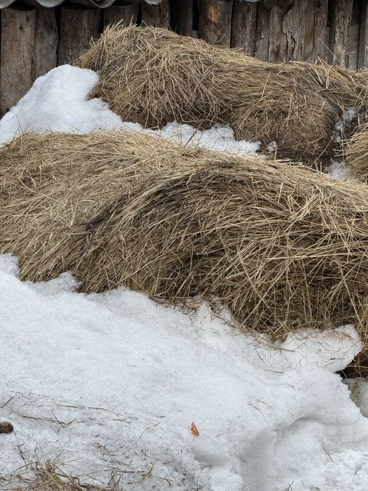 Продам рулоны сена (5 шт)