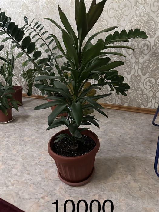 Домашние цветы гулдер