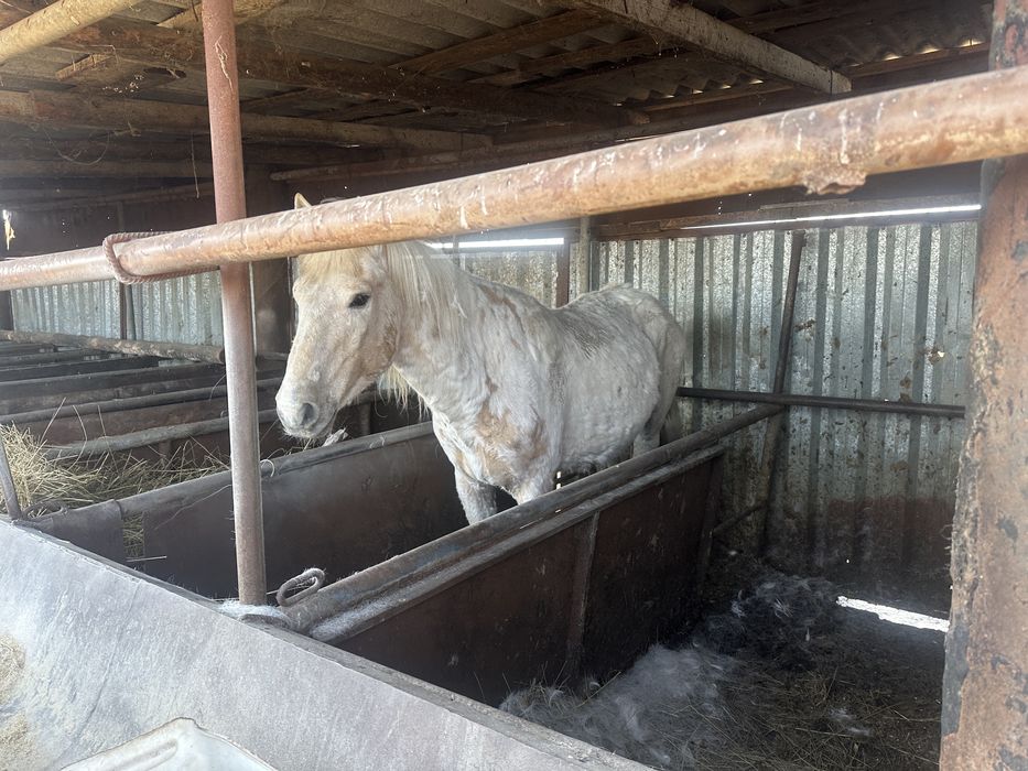 Продам Жеребца !!