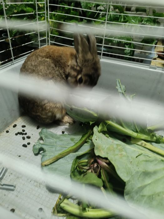 Продам декоративного кролика с клеткой