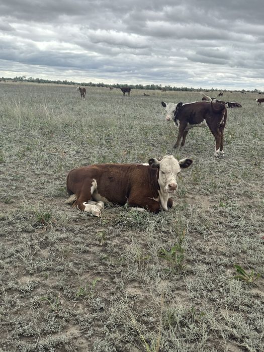 Продам бычков акбас