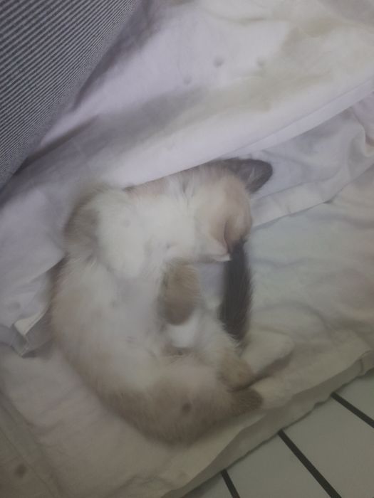 Siam mushugi toza zot