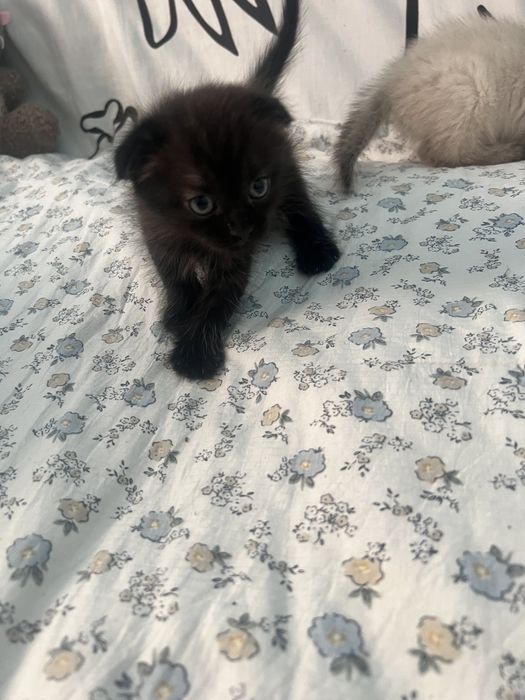 Веслоухие котята смешаные