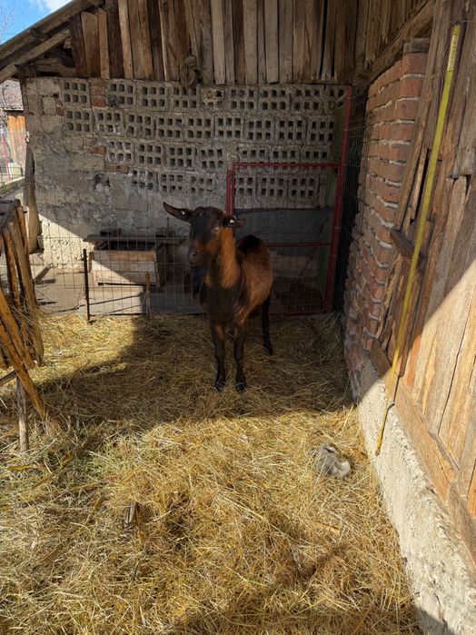 Vând țap alpin francez