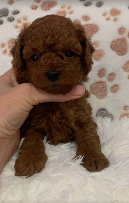 Пудел Тийкъп /Пудел той с родословие момче Poodle