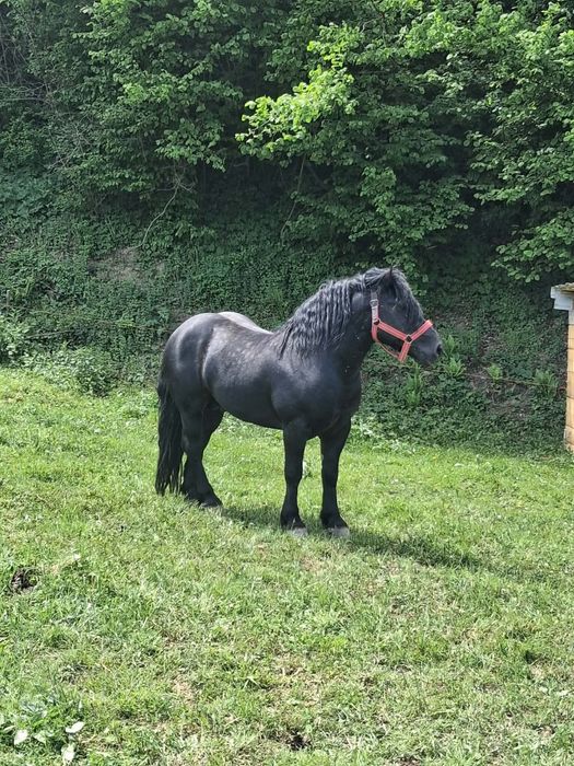 2 armăsari de vânzare împreună sau separat