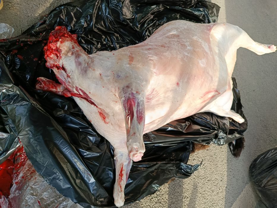 Qassob -мясник- Кассоб service hizmati