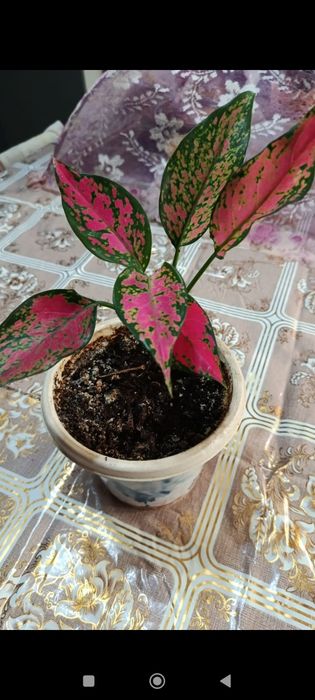 3000 тг ГҮЛДЕР бар