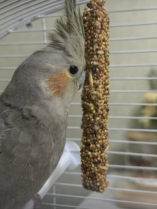 Отдам даром попугая Кореллу 4-5 месяцев бесплатно - девочка !