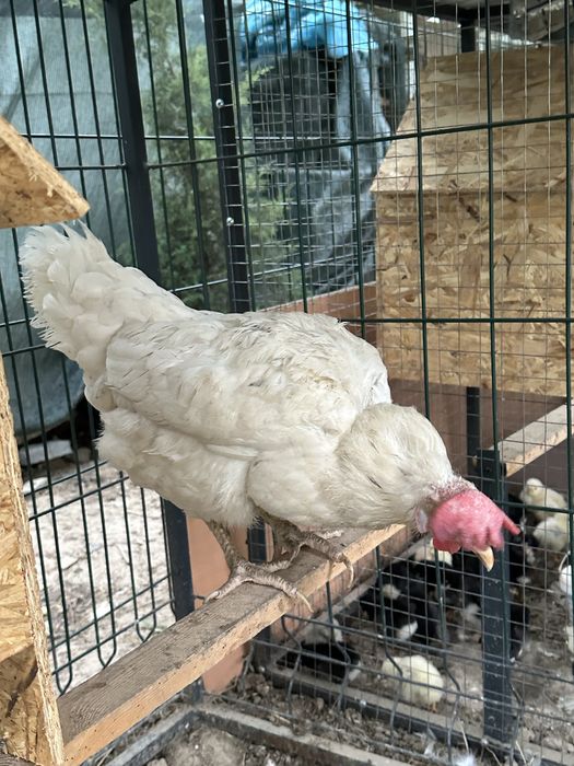 Tovuq va xoroz sotiladi hammasj 350.000 ga beraman