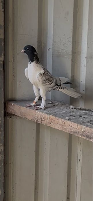 Голуби широкохвостые