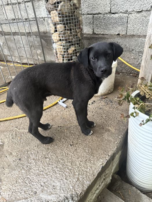 Нашли щенка на дср возле магнум