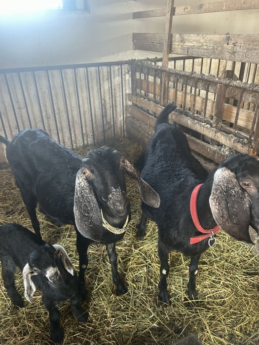 Masculi anglonubian