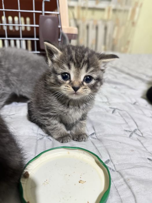 Продам шикарных котят 1000тг