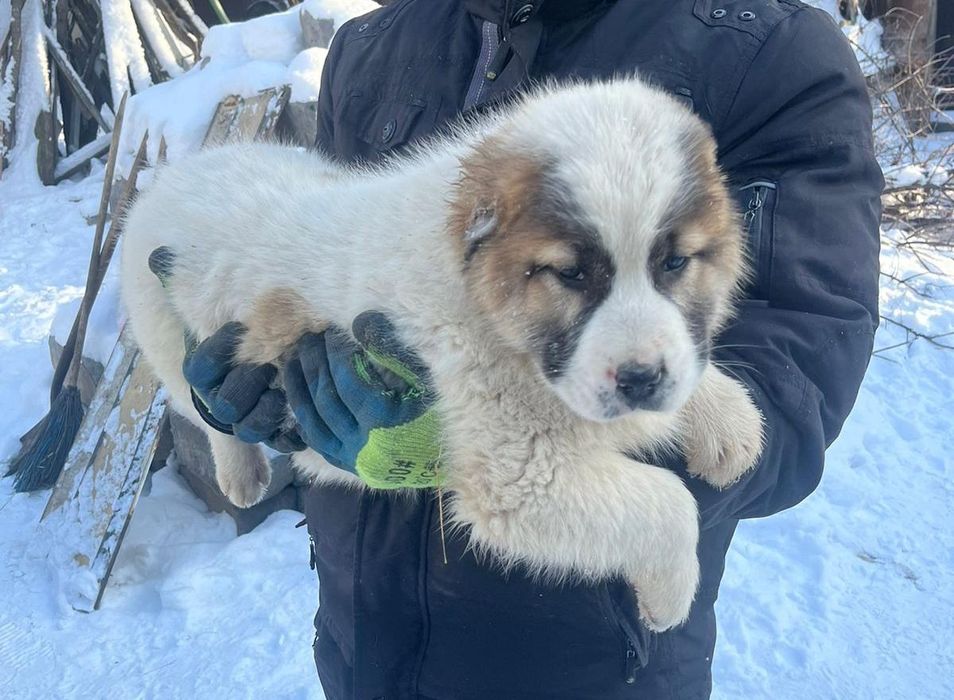 Щенки алабая возраст 2 мес