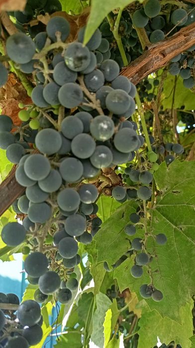 Продам Виноград Изабелла (винный)