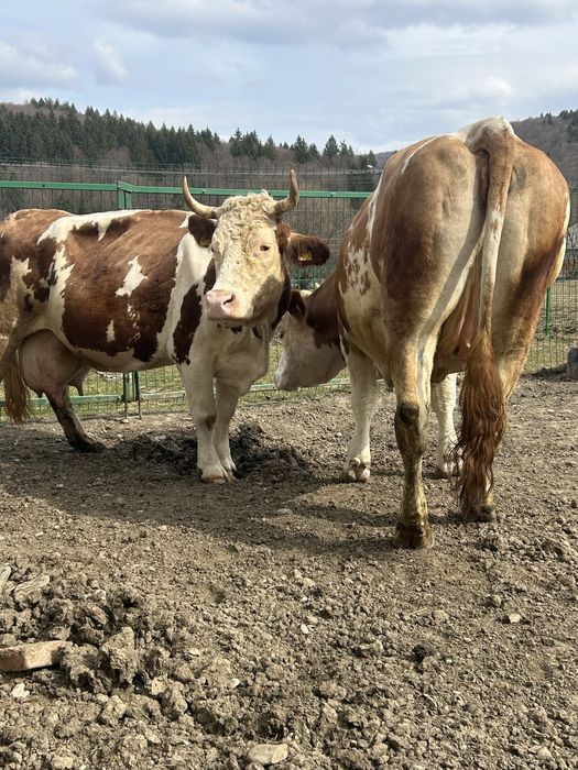 Junincă de vânzare