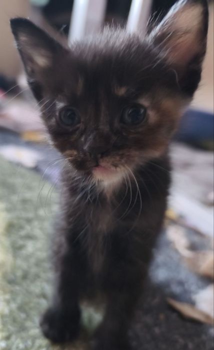 ПОДАРЯВАМ малки котенца