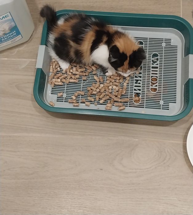 Отдам отдам отдам