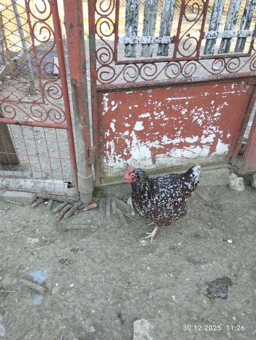 Găini Susex portelan