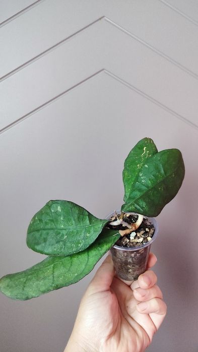 Hoya sp. Lata Iskandar A, гибискус Купера, алоказия