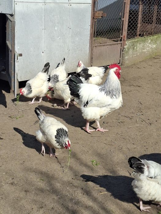 Oua si pui de susex si italieni