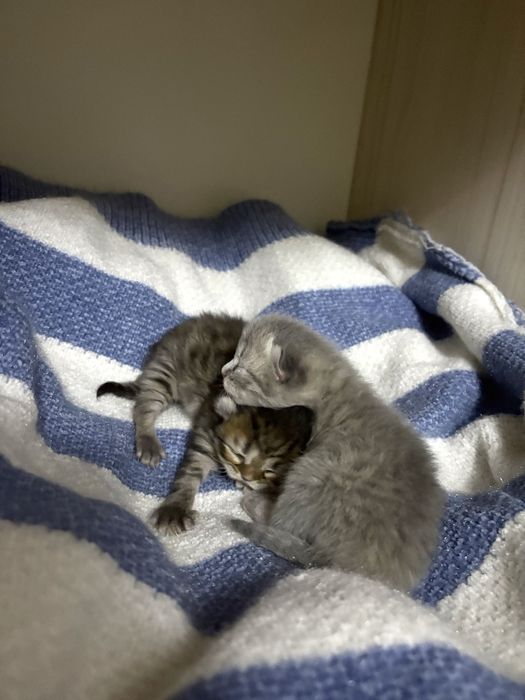 Шотландские котята