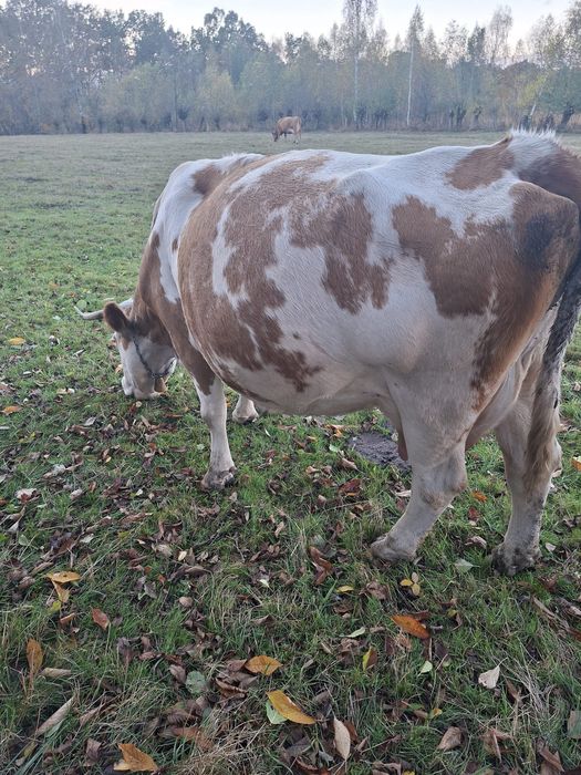 Vaca baltă de vânzare