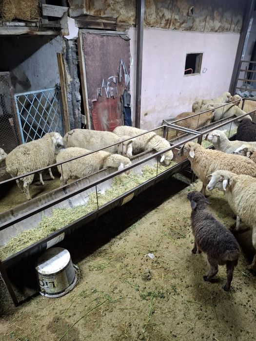 Бараны жирные на откорме