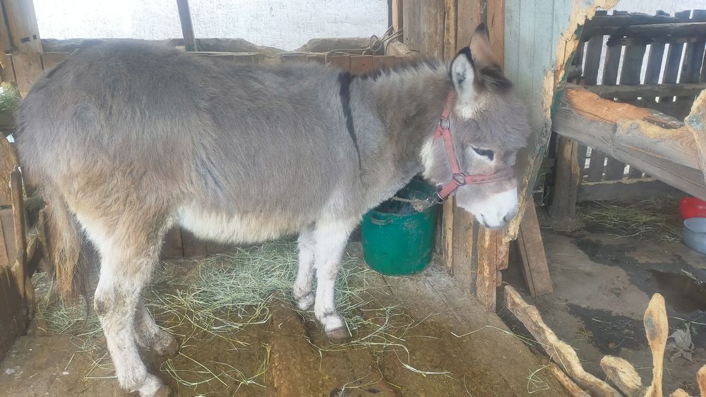 Продам двух ослиц