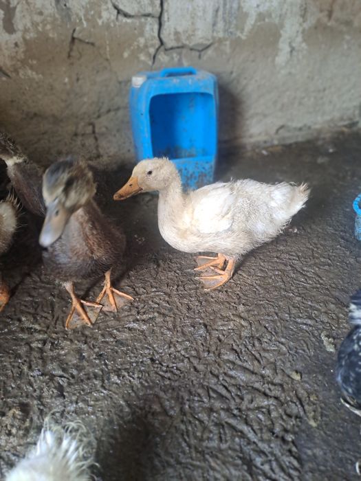 Уйрек сатылады 2500-