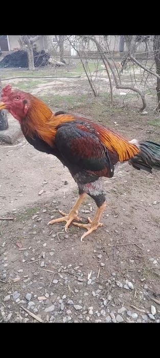 Дакан кораз сатылады