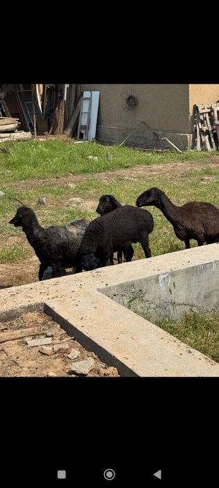 Она бола куйлар куй ку́й бу́гоз куйлар бор