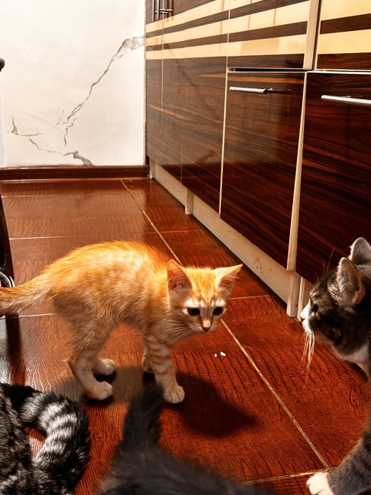 отдам котят в добрые руки