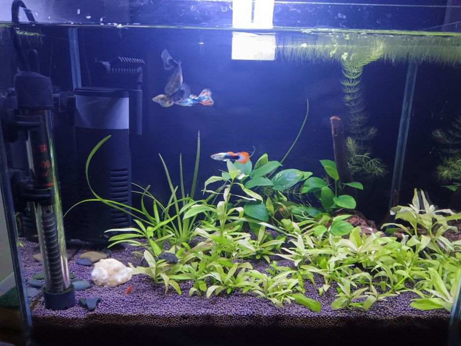 Аквариум с рыбками