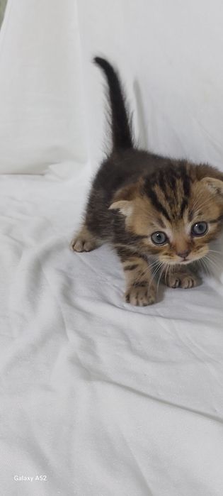 Продаются  котята  уже  кушают  самостоятельно  и ходят  в лоток  очен