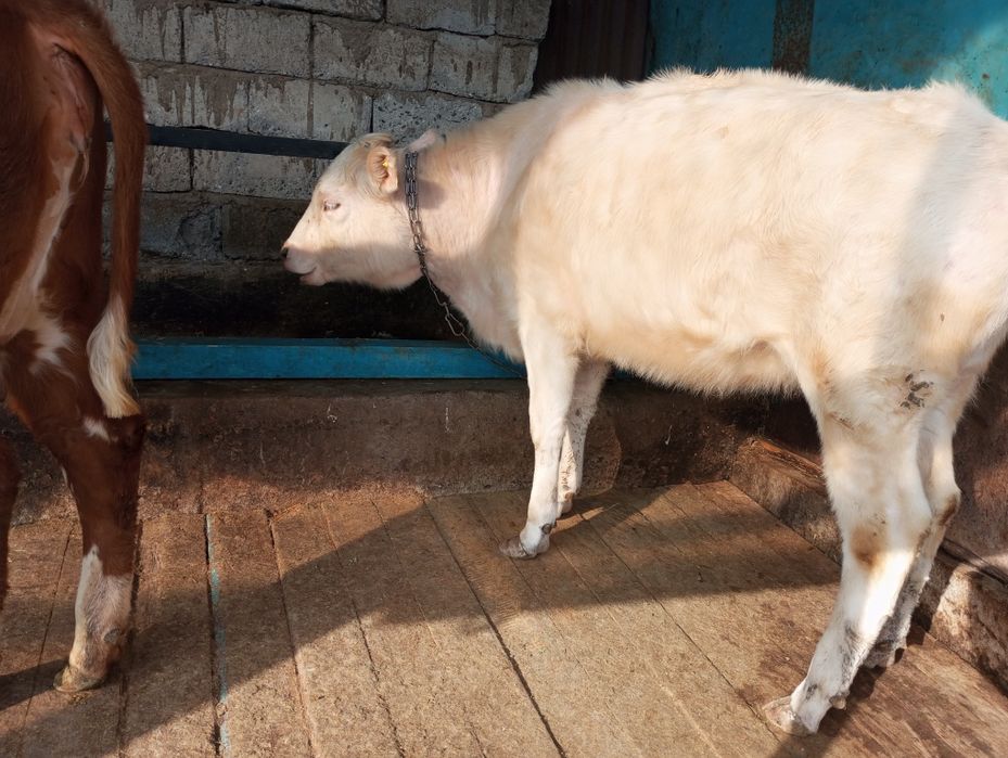 Продам телку аляколь