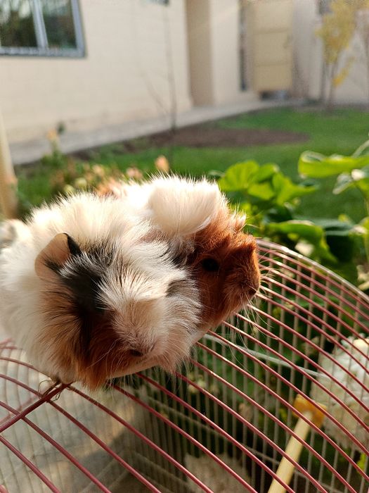 Морская свинка просто чудо