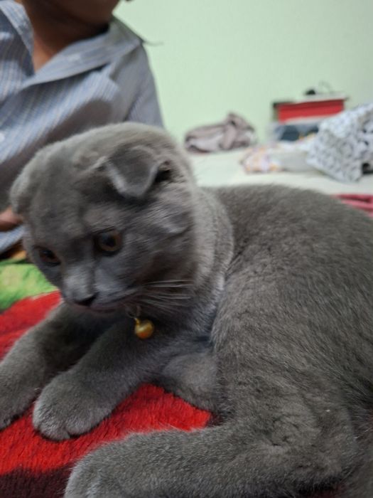Продаётся чистокровный котёнок
