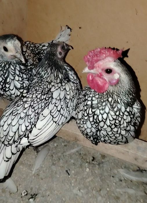 Sibrayt zalatisti sifati bor