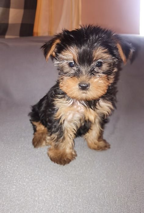 Yorkshire Terrier mini fetita
