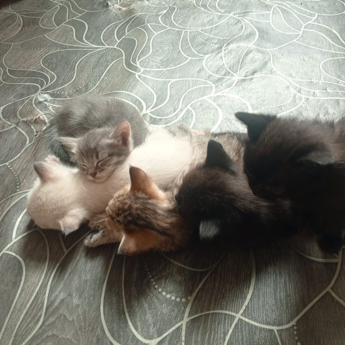 Отдам в добрые руки