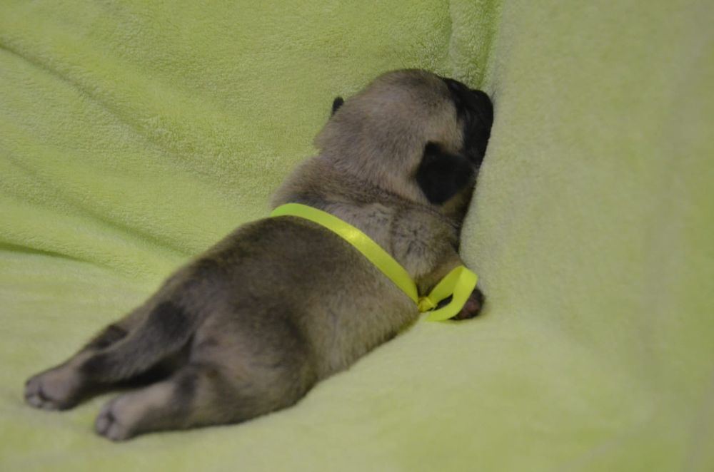 Продам щенков Мопса.