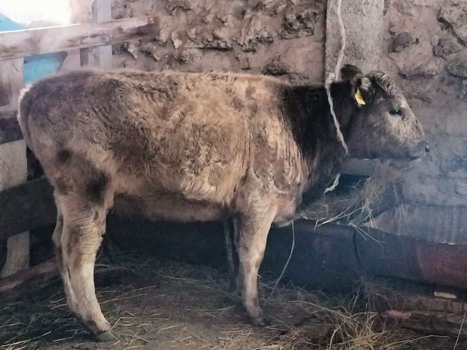 продам телку 2024 октябрь