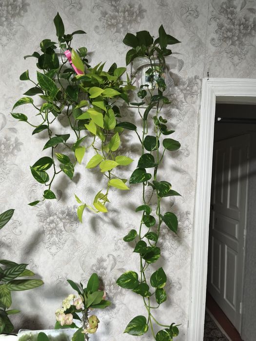 Цветы продам цветы