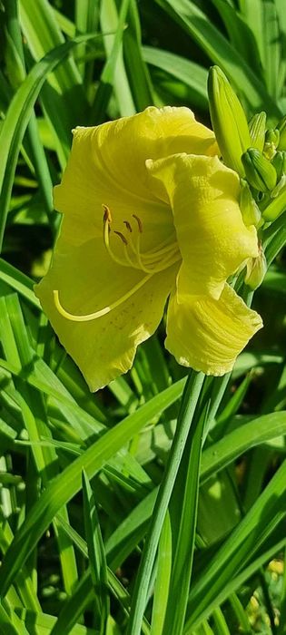 Хемерокалиси - богат избор