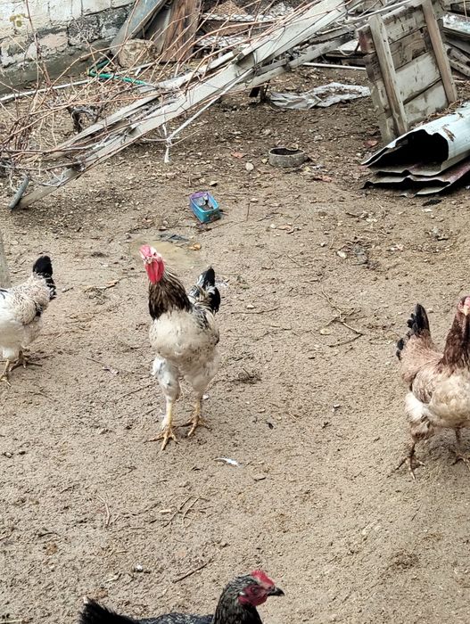 Қораздар сатылады