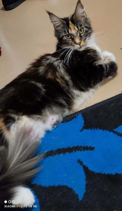 Котенца  Мейн кун