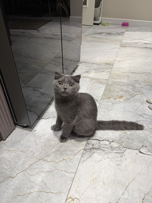 Кошка Породистая