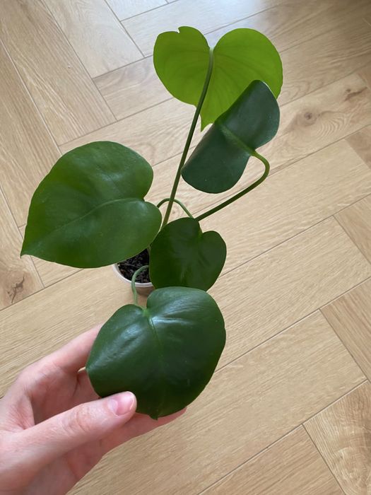 Монстера пышный кустик